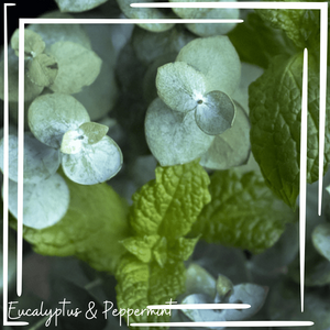 Eucalyptus & Peppermint