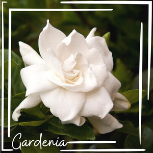 Gardenia