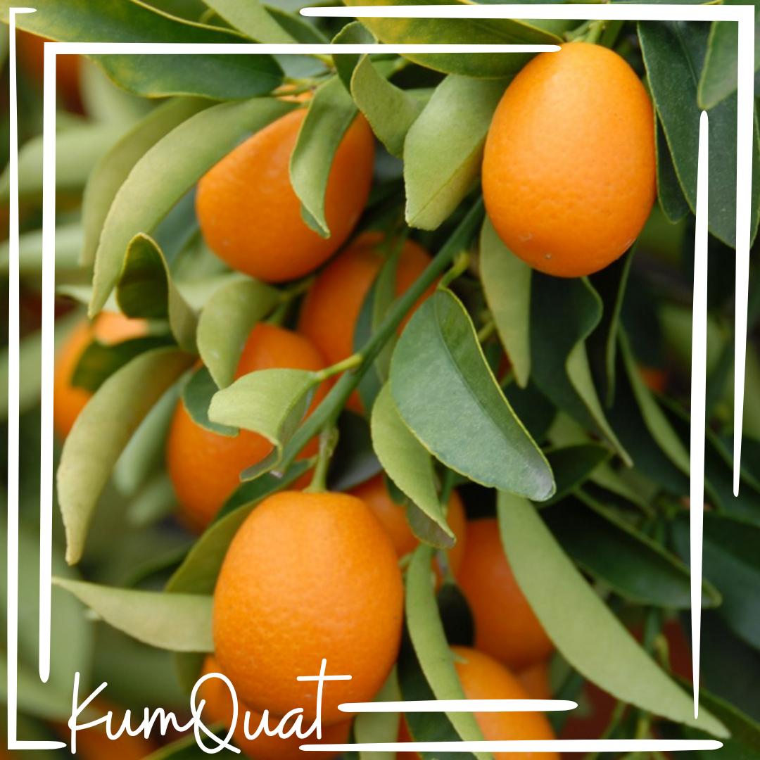 KumQuat