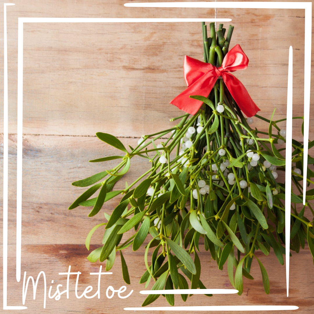 Mistletoe