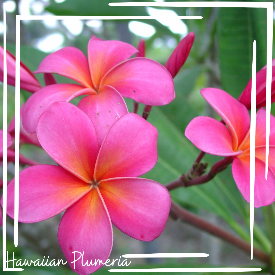 Hawaiian Plumeria